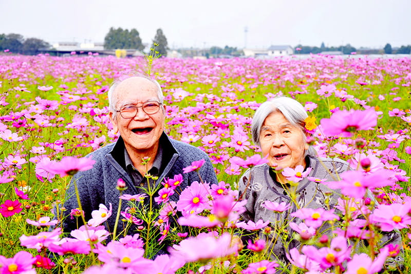 コスモス畑と利用者